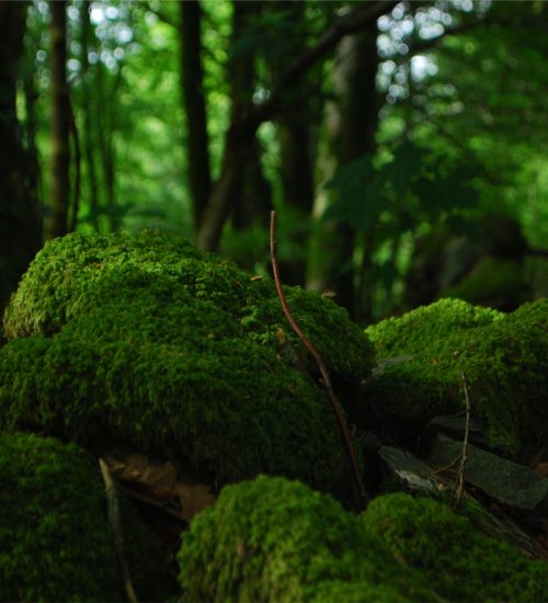 shinrin-yoku | bosbaden | helende natuur | 9