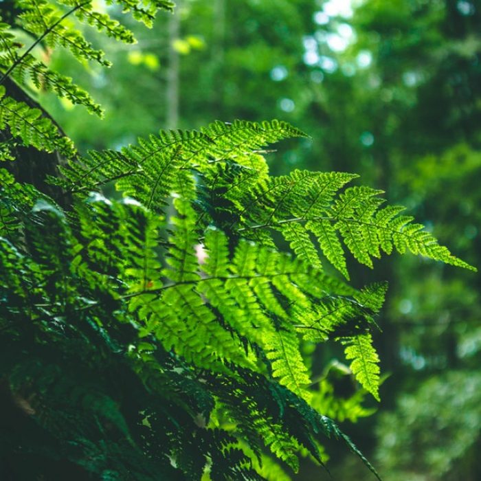 shinrin-yoku | bosbaden | helende natuur | 5