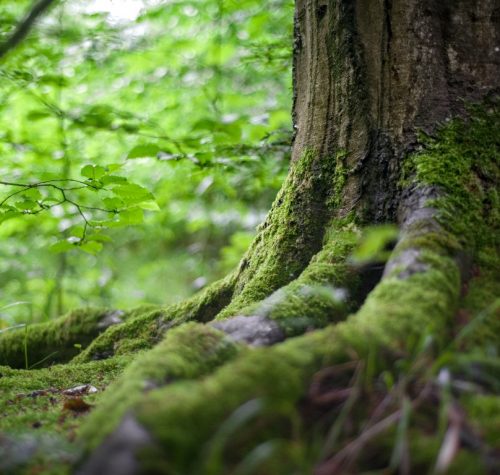 shinrin-yoku | bosbaden | helende natuur | 3